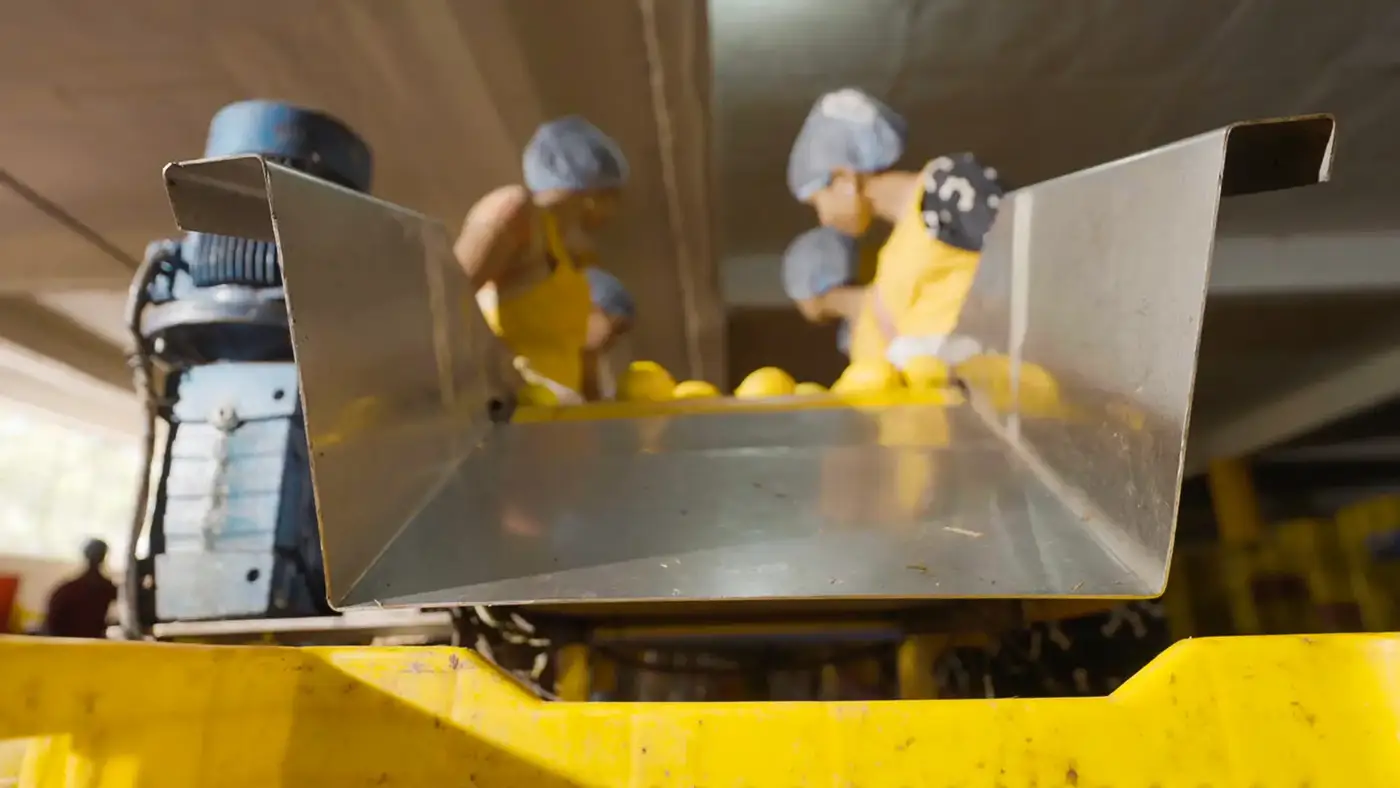 Workers sorting mangoes on conveyor belt