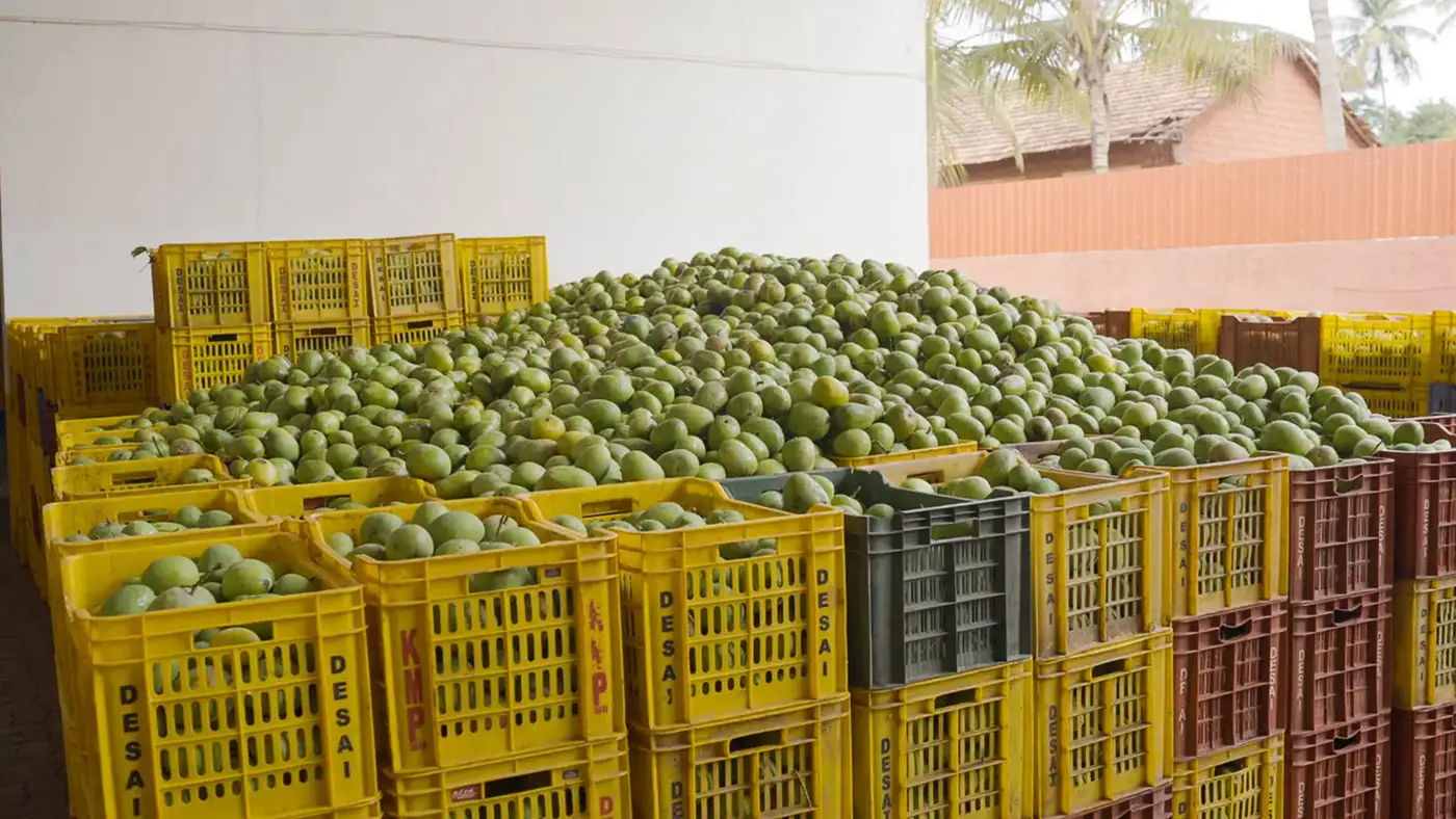 Desai-branded crates piled high with mangoes